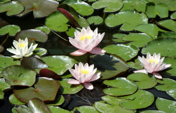 Картинка цветы лилии водяные нимфеи кувшинки вода пруд