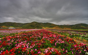 Картинка sweet peas природа поля поле холмы цветы