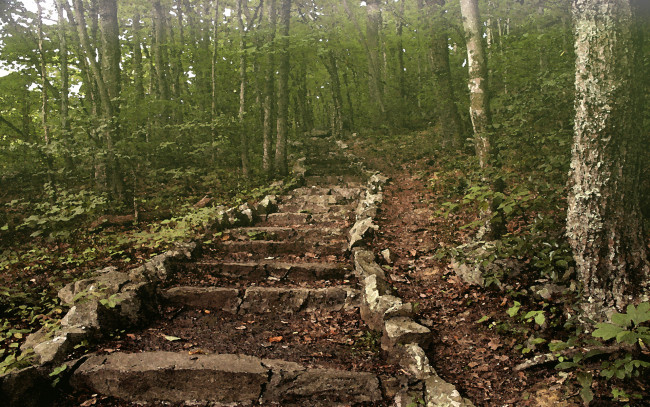 Обои картинки фото steps, to, pinnacle, rock, разное, компьютерный, дизайн, лес, стволы, лесница