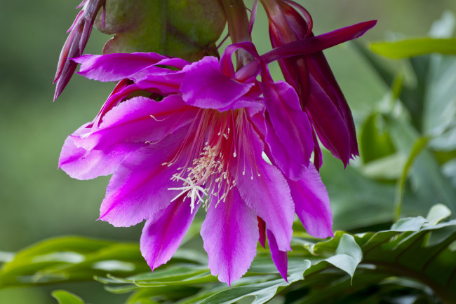 Обои картинки фото цветы, кактусы, orchid, cactus, эпифиллум, макро