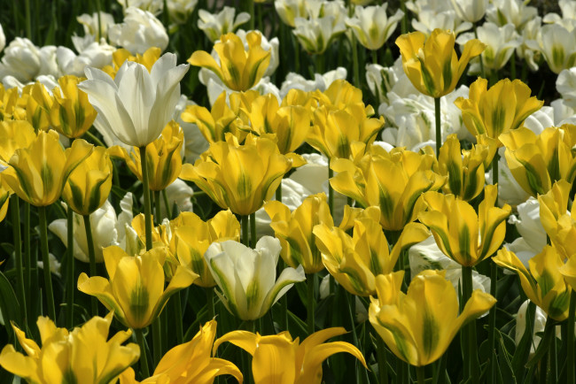 Обои картинки фото цветы, тюльпаны, белый, желтый, много
