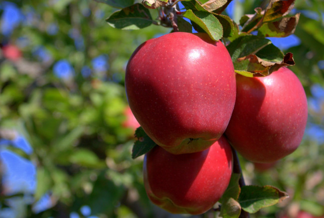 Обои картинки фото природа, плоды, ветка, яблоки