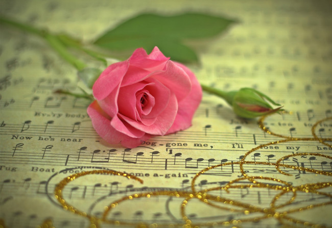 Обои картинки фото цветы, розы, ноты, бутон, розовый