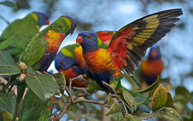 Обои картинки фото животные, попугаи, многоцветный, лорикет, ветка