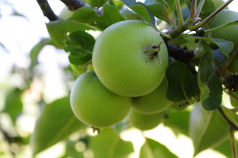 Картинка природа плоды яблочки ветка