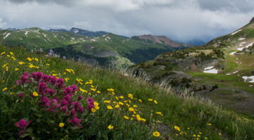 Картинка природа луга склон цветы трава горы
