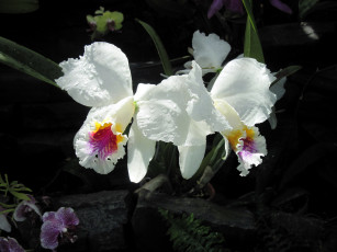 Картинка цветы орхидеи капли белый экзотика