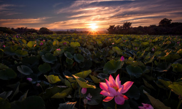 Картинка цветы лотосы закат
