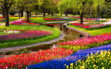 Картинка цветы разные+вместе тюльпаны синие мускари восход парк пруд деревья