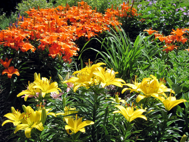 Обои картинки фото цветы, лилии,  лилейники, оранжевый, желтый