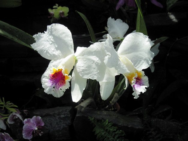 Обои картинки фото цветы, орхидеи, капли, белый, экзотика