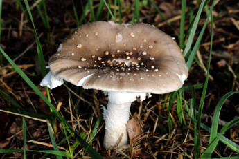 Картинка природа грибы поганка