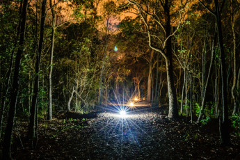 Картинка природа лес тропа освещение растения деревья ночь