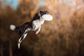 Картинка животные собаки полет