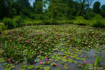Картинка природа парк озеро цветы