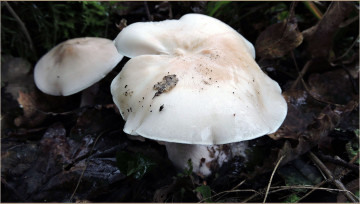 Картинка природа грибы макро шляпки
