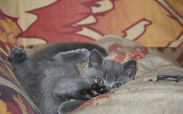 Картинка животные коты серый цвет