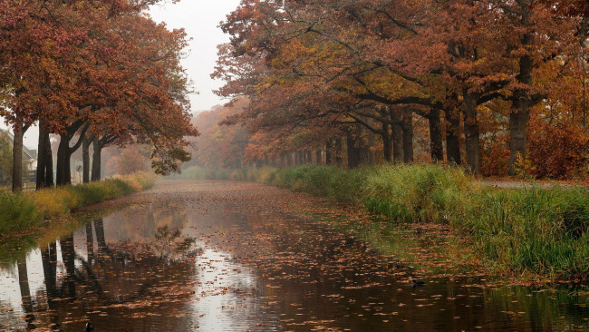 Обои картинки фото природа, реки, озера, деревья, листопад, река, листья, осень