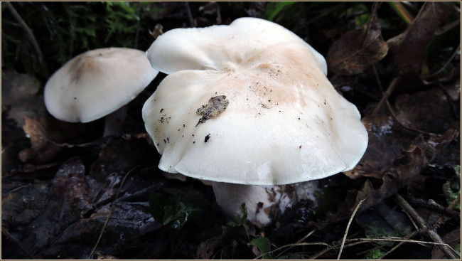 Обои картинки фото природа, грибы, макро, шляпки