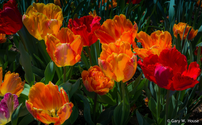 Обои картинки фото цветы, тюльпаны, оранжевые