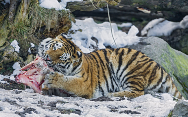 Обои картинки фото животные, тигры, тигр, еда, мясо, камни, снег