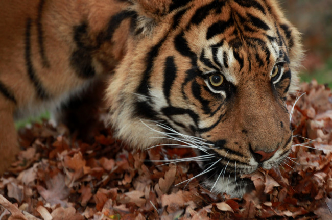 Обои картинки фото животные, тигры, осень, листья, тигр