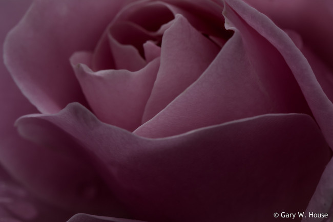 Обои картинки фото цветы, розы, розовая