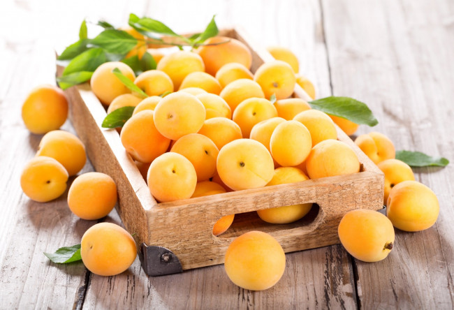 Обои картинки фото еда, персики,  сливы,  абрикосы, фрукты, много, желтые, абрикосы, спелые