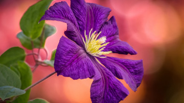 Картинка цветы клематис+ ломонос лиловый клематис макро
