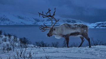 Картинка животные олени олень зима снег животное