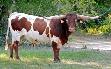 Картинка животные коровы +буйволы буйвол