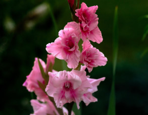 Картинка цветы гладиолусы розовый гладиолус