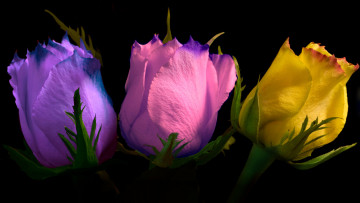 Картинка цветы розы бутоны разноцветные макро