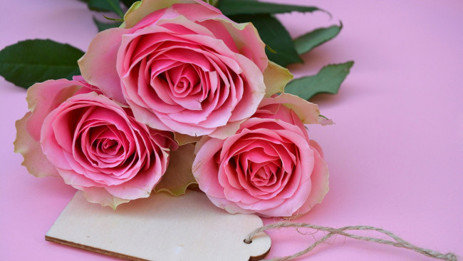 Обои картинки фото цветы, розы, трио, бутоны, розовые