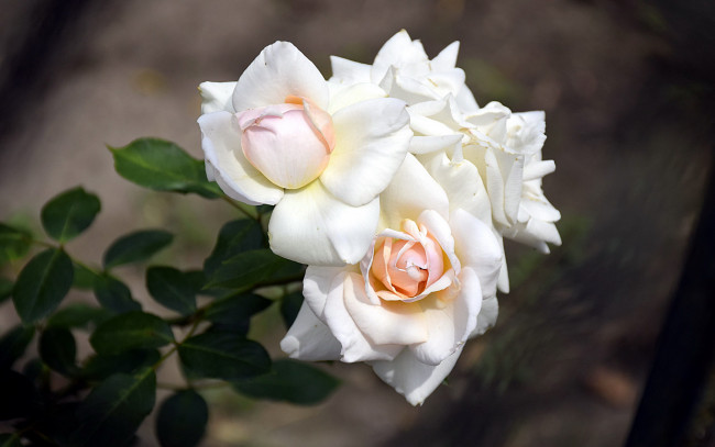 Обои картинки фото цветы, розы, кремовые, ветка