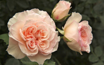 Картинка цветы розы нежные бутон макро