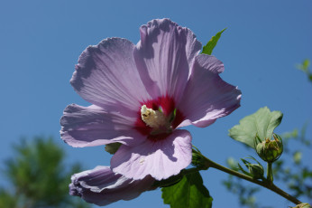 Картинка цветы мальвы гоолубое небо сиреневый цветок