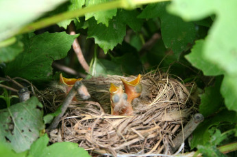 Картинка животные гнезда птиц гнездо птенцы листья