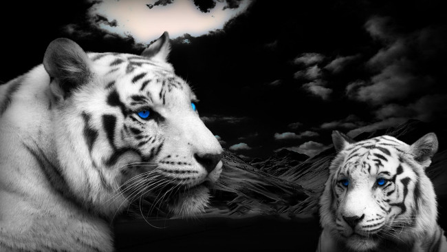 Обои картинки фото животные, тигры, горы