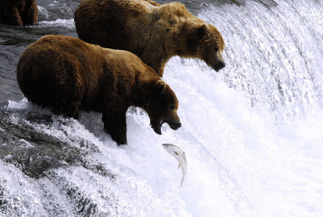 Обои картинки фото животные, медведи, бурый, охота, рыба, гризли, вода