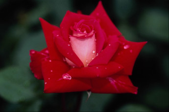 Картинка цветы розы капли розовый