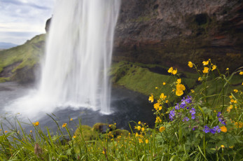 Картинка seljalandsfoss iceland природа водопады цветы исландия
