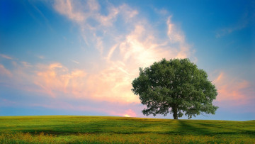 Картинка природа деревья дерево облака