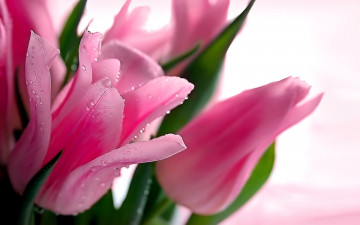 Картинка цветы тюльпаны розовый капли