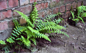 Картинка fern on the wall природа другое папоротник стена