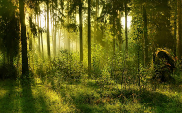Картинка природа лес свет солнце зелень