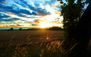Картинка sunset over cornfield природа восходы закаты поле свет блики закат