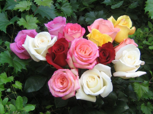 Обои картинки фото цветы, розы, желтый, розовый, белый, красный