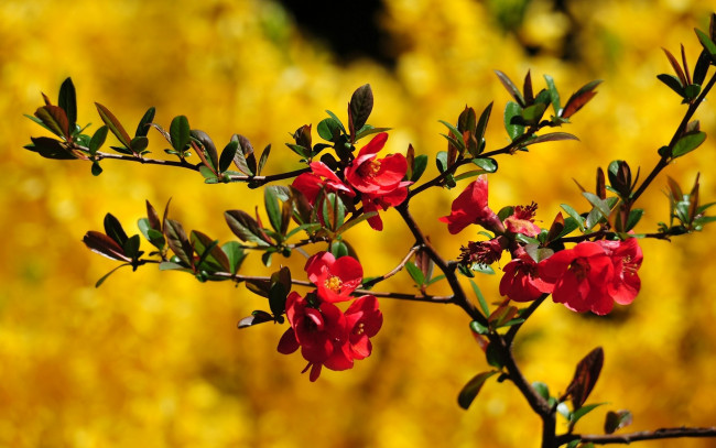 Обои картинки фото цветы, айва, красный