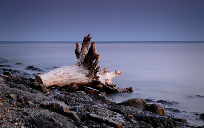 Обои картинки фото природа, побережье, коряга, сумерки, камни, туман, вода